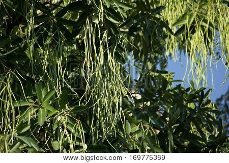 Green Pods Of  Blackboard Tree