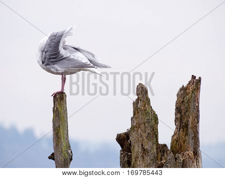 Seagull standing on a log - USA Pacific coast