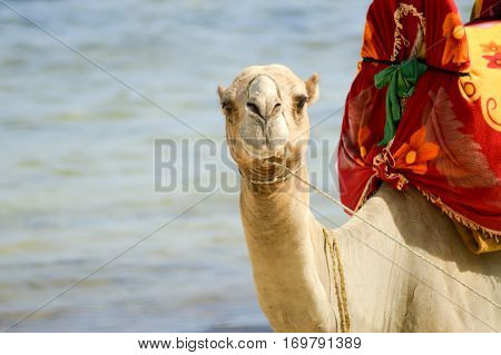 Head of a dromedary with the ocean in background on the beach of Bamburi in Kenya