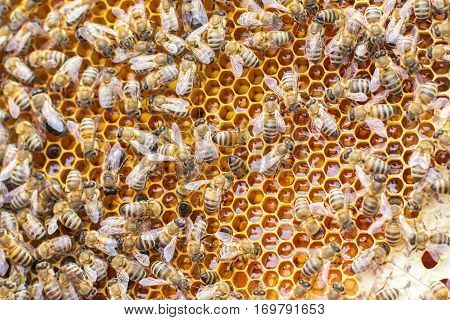 Honey_bees