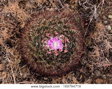 Cactus blooming in the desert of eastern Washington state
