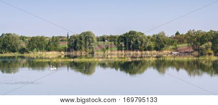 Panorama Of Lake With Swans