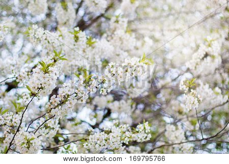 Flowers Cherry Tree