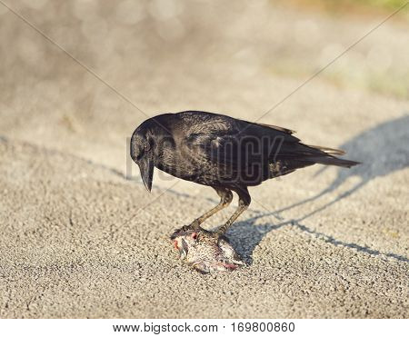Crow eating a fish in Florida wetlands
