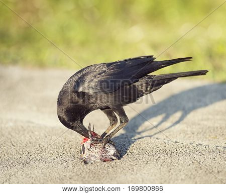 Crow eating a fish in Florida wetlands