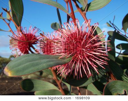 Hakea