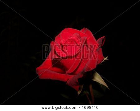 Rosa roja