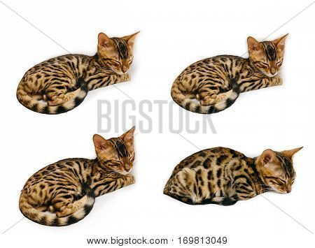 Bengal kitten during sleep and then on the back of the sofa. Everything happens and isolated on white background.