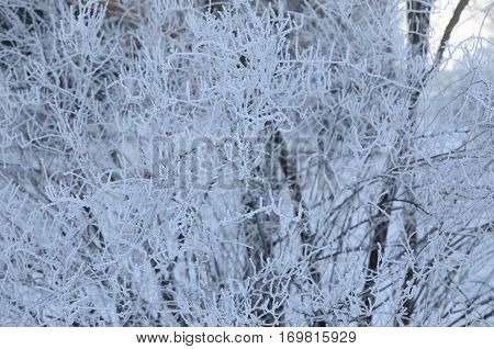 Bush With Hoar And Rime