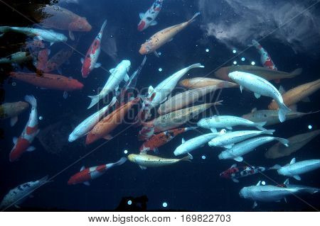Fish In Water