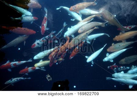 Fish In Water