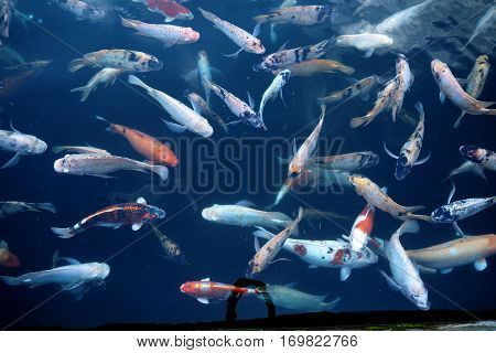 Fish In Water