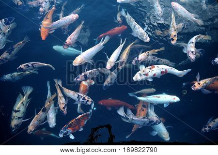 Fish In Water