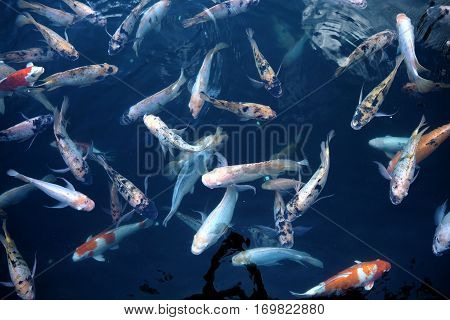 Fish In Water
