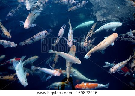 Fish In Water