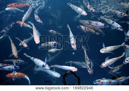 Fish In Water