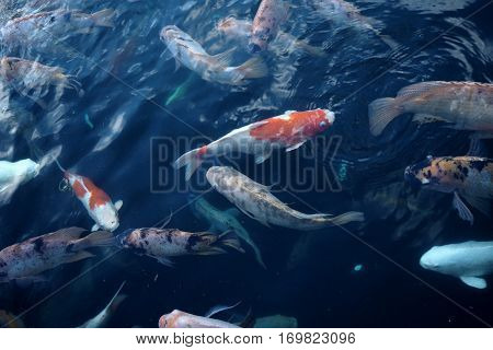 Fish In Water