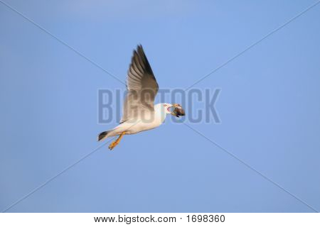 Flying Seagull avec Bivalve dans bec
