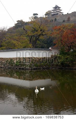 White swans in the moat of Marugame castle, Japan
