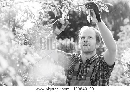 Young man cutting branch in garden