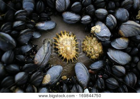 Mussels and Patel focussed on west irish coast