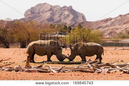 pair of rhinos in a safari park