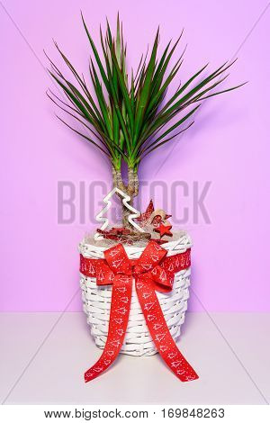 Flower As A Gift. Palm Tree With Long Green Leaves In A White Wicker Pot With A Red Bow. Flower Love