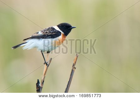Male Europian stonechat or Saxicola rubicola is pearching on twig