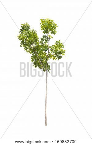 rubber tree isolated on white background .