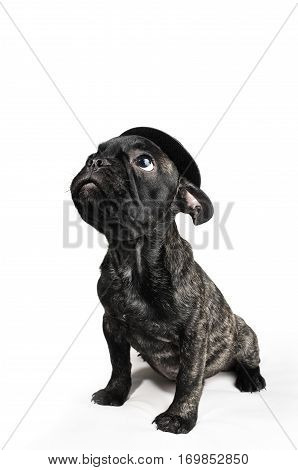 smiling French bulldog puppy wearing a hat portrait over white background