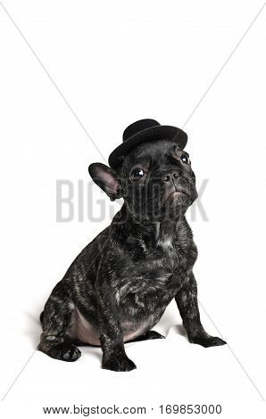 smiling French bulldog puppy wearing a hat portrait over white background