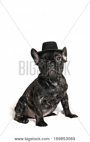 smiling French bulldog puppy wearing a hat portrait over white background