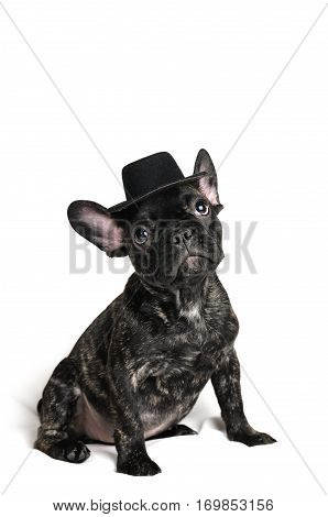 smiling French bulldog puppy wearing a hat portrait over white background