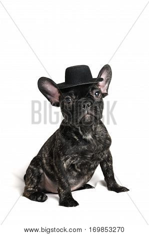 smiling French bulldog puppy wearing a hat portrait over white background