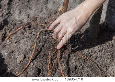 Planting Seedlings In Landing Pit