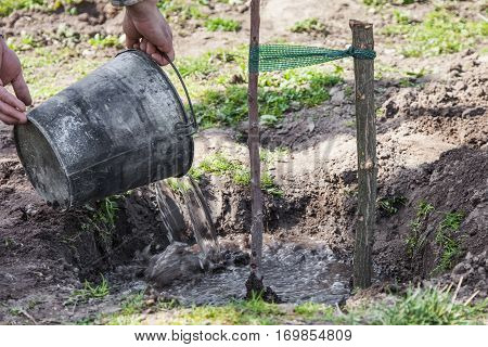 Watering Tree Seedlings After Planting