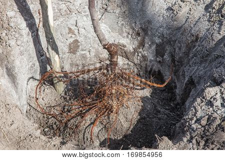 Planting Seedlings In Landing Pit