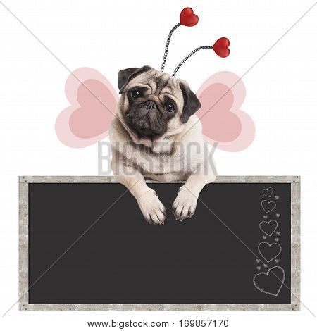 cute sweet pug puppy dog leaning with paws on blackboard promotional sign isolated on white background