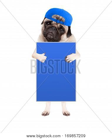 cute pug puppy dog with cap standing up holding blank blue sign and giving a like with thumb isolated on white background