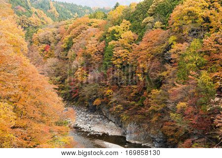 Forest in autumn