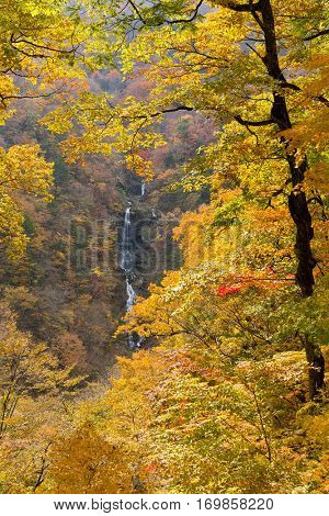Autumn forest