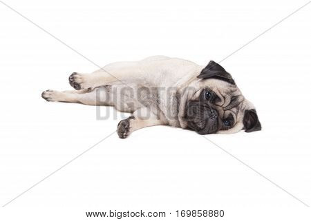 lovely cute pug puppy dog lying down on floor isolated on white background