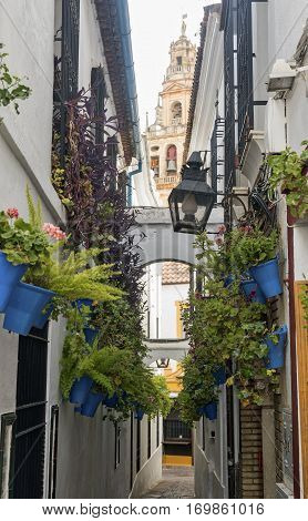 Cordoba (Andalucia Spain): old typical street in the Juderia with potted plants and flowers and the belfry of the cathedral in background