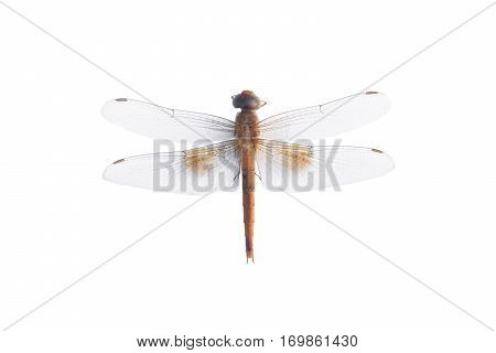 Dragonfly on a white background, dragonfly brown