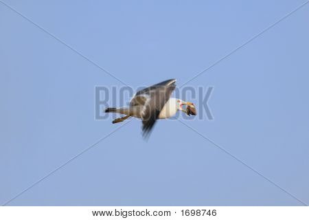 Flying Seagull avec Bivalve dans bec contre le ciel bleu