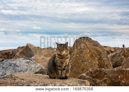 Wild tabby cat posing full face at the sea rocks on a fall afternoon, Mediterranean