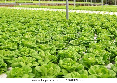 Commercial Greenhouse Soilless Cultivation Of Vegetables