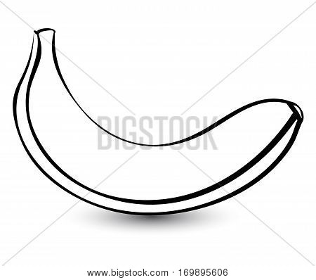 Outline sketch monochrome banana. Black and white elegant contour of the fruit. Drawing for coloring and design packaging for juices diet food.