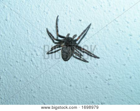 Pequeña araña en casa
