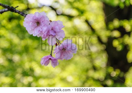 Cherry pink flowers on light green background